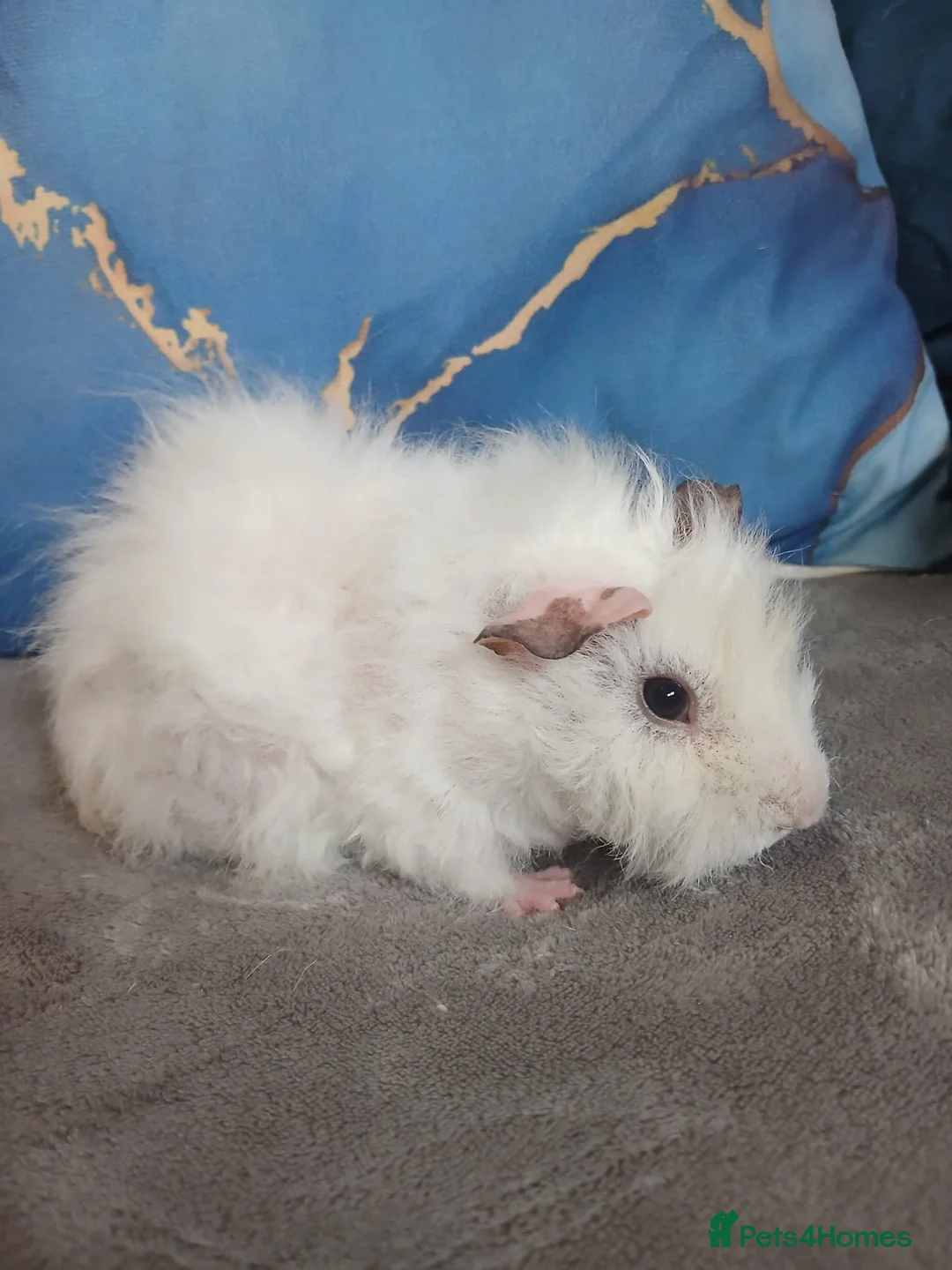 Guinea Pig rodents for sale: Female Guinea Pigs - Advert 7