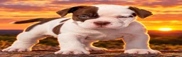 Olde English Bulldogge dogs for sale: Uk’s Longest & Most Reputable todate.  - Advert 2