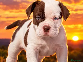Olde English Bulldogge dogs Uk’s Longest & Most Reputable todate. - Advert 6