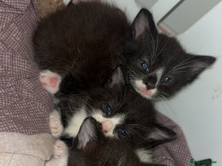 Mixed Breed cats - Advert 8