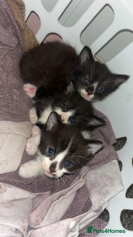 Mixed Breed cats - Advert 12