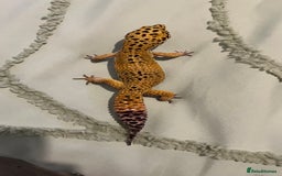 Leopard Gecko reptiles for sale: 4x Leopard geckos  - Image 9