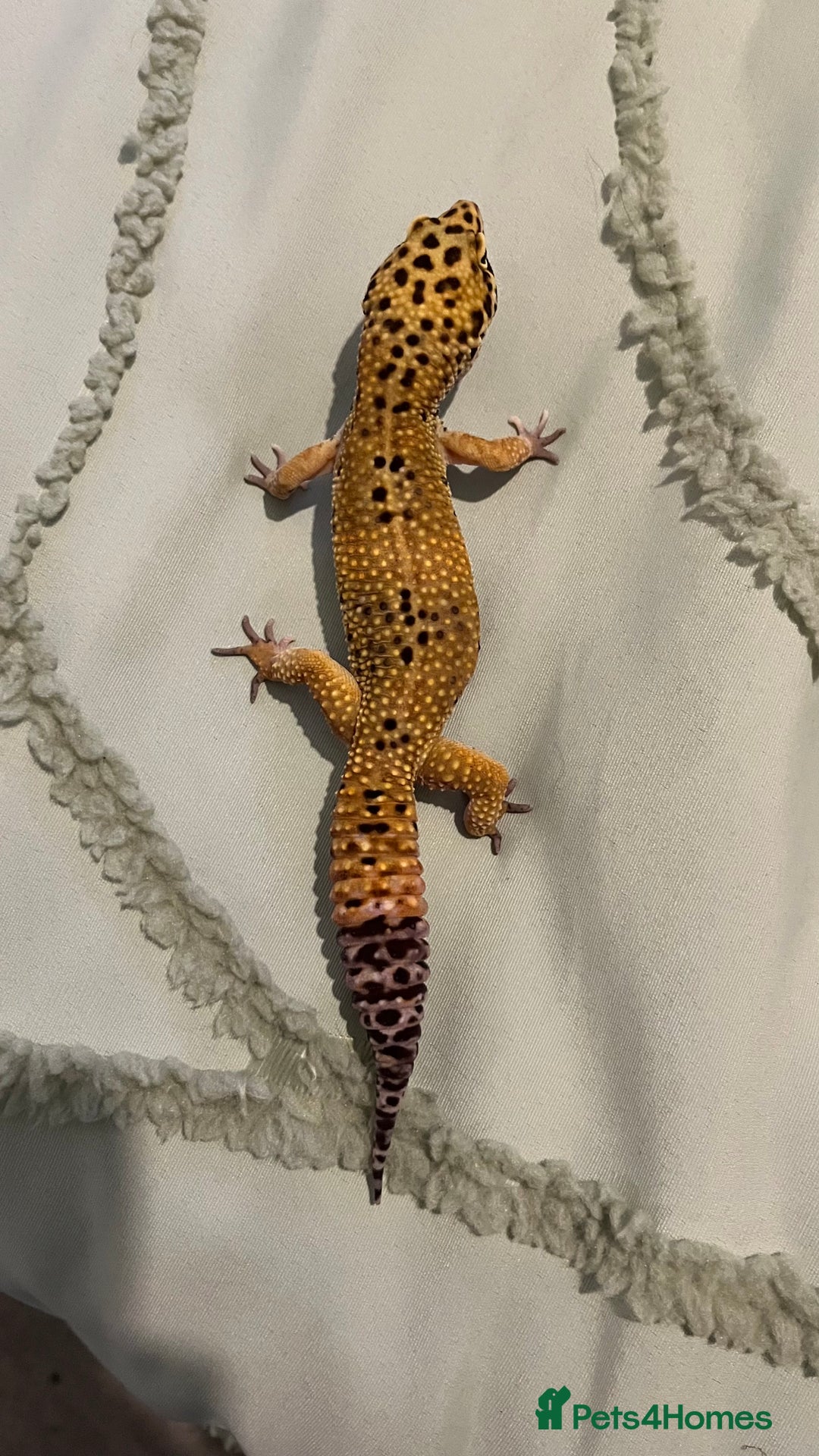 Leopard Gecko reptiles for sale: 4x Leopard geckos  - Image 9