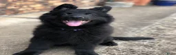 German Shepherd dogs for sale: German Sheperd Pup (1 left)😊 in Liverpool - Advert 2