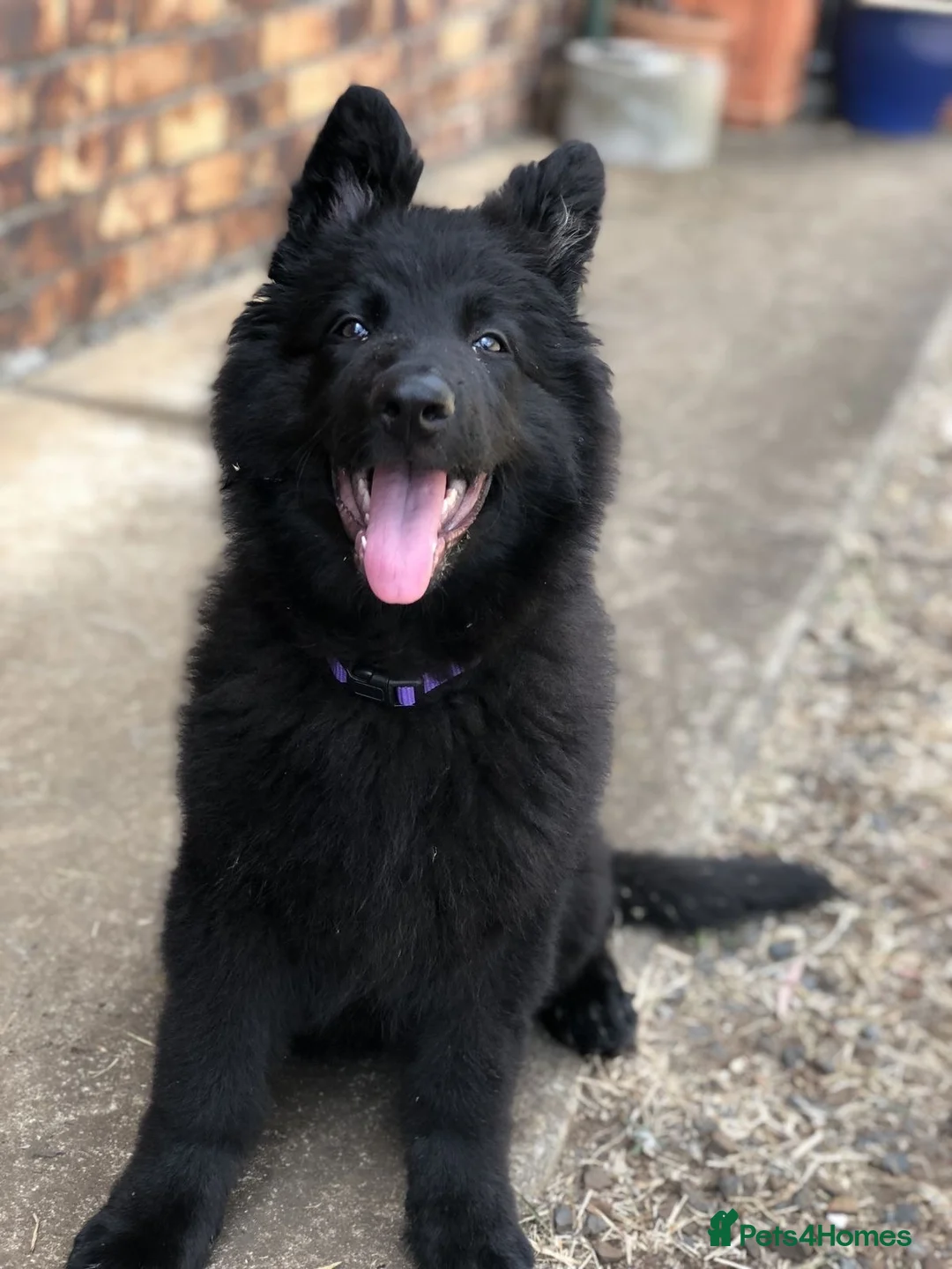 German Shepherd dogs for sale: German Sheperd Pup (1 left)😊 in Liverpool - Advert 2