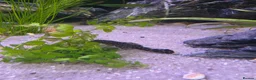 Plecos fish for sale: Bristlenose Pleco Juveniles (Approx 2.5cm)  in Havant - Advert 4