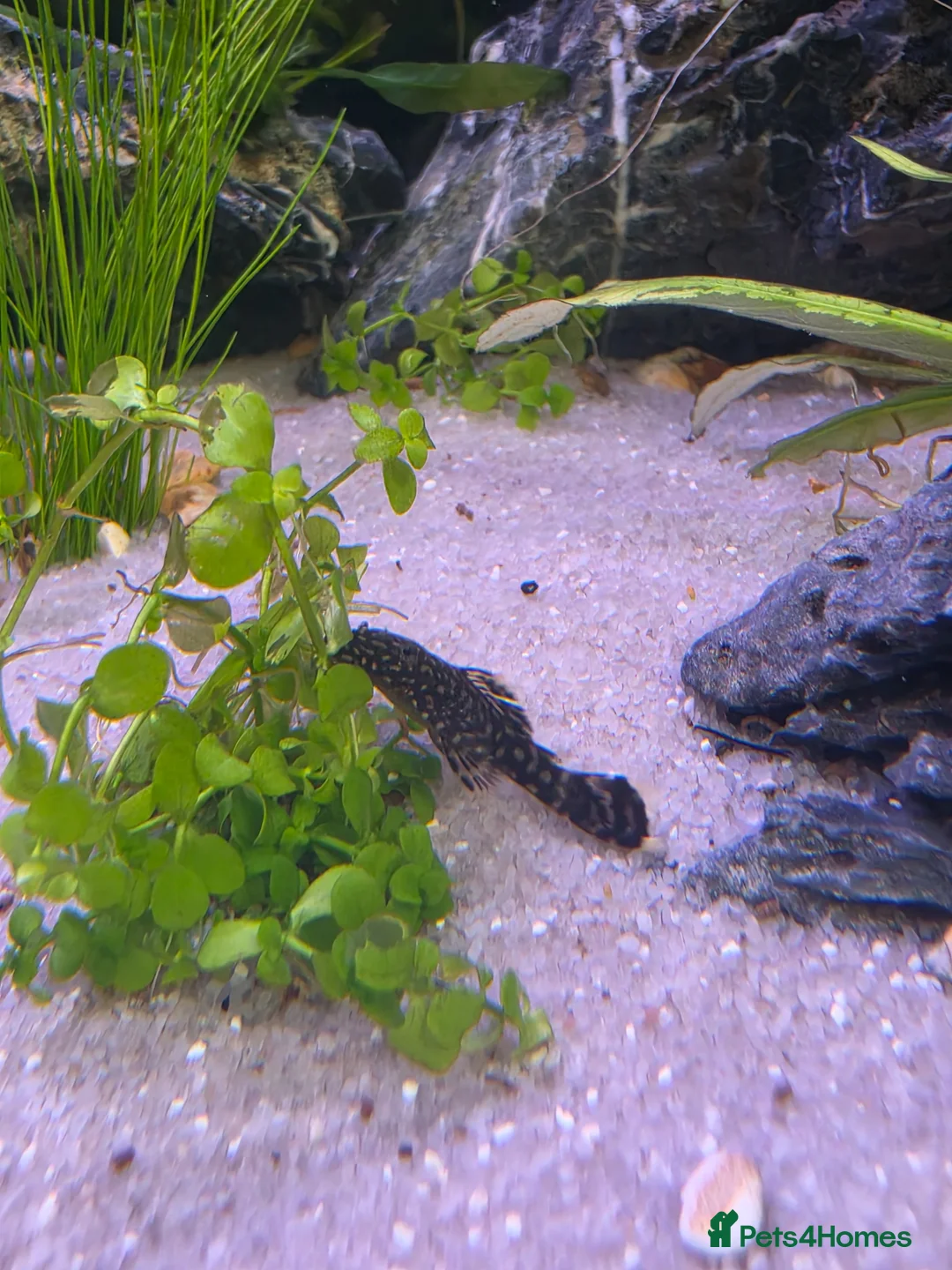 Plecos fish for sale: Bristlenose Pleco Juveniles (Approx 2.5cm)  in Havant - Advert 4