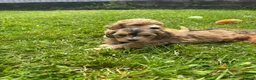 Cockapoo dogs for sale: Beautiful F1 cockerpoo puppies  - Advert 12