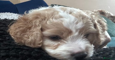 Cavapoochon dogs 1 Cavapoochon left! Our December Reindeer Litter!  - Advert 8