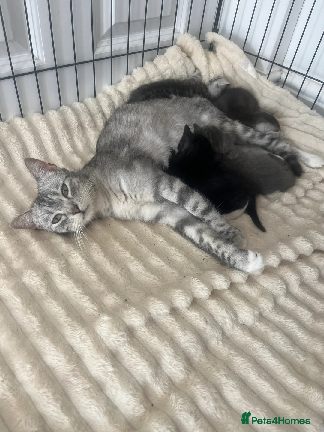 Brazilian Shorthair cats for sale: British shorthair kittens - Advert 2