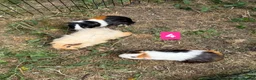 Guinea Pig rodents for sale: Guinea pigs for sale bonded pairs / trios  - Advert 4