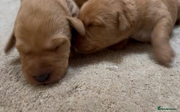 Labrador Retriever dogs for sale: KC Reg Labrador Puppies For Sale - Image 15