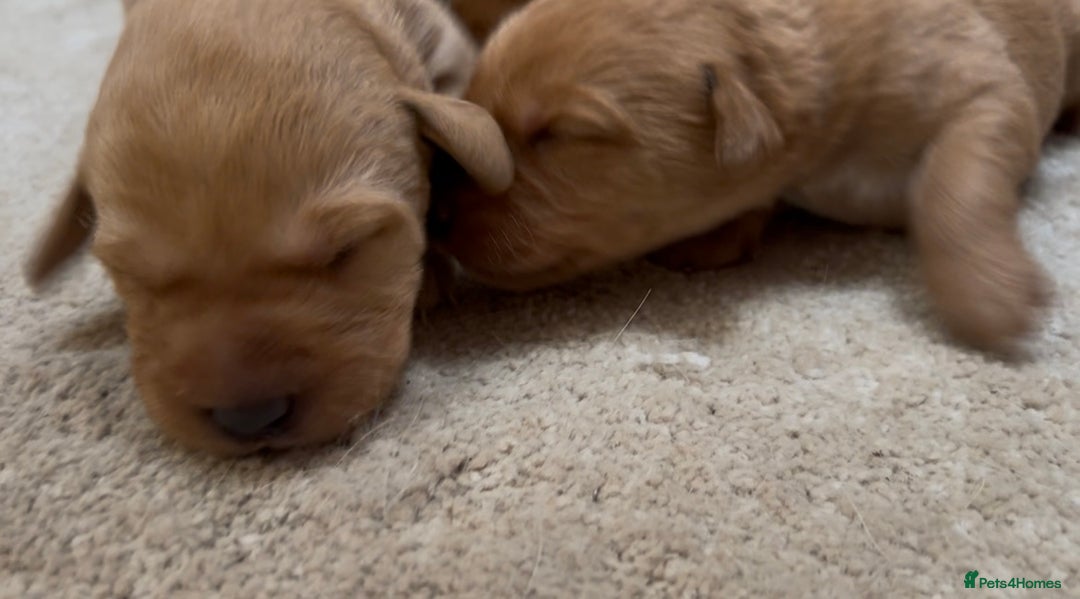 Labrador Retriever dogs for sale: KC Reg Labrador Puppies For Sale - Image 15