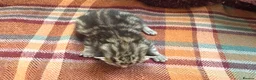 Mixed Breed cats for sale: Beautiful British Shorthaired Cross Kittens - Advert 28