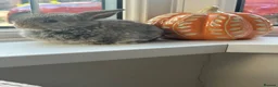 Mini Lop rabbits for sale: Mini lops babies  - Advert 7