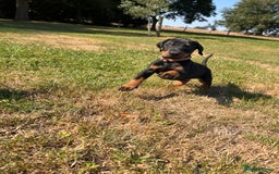 Dobermann dogs for sale: Ready now, Outstanding KC Reg Dobermann puppies - Image 17