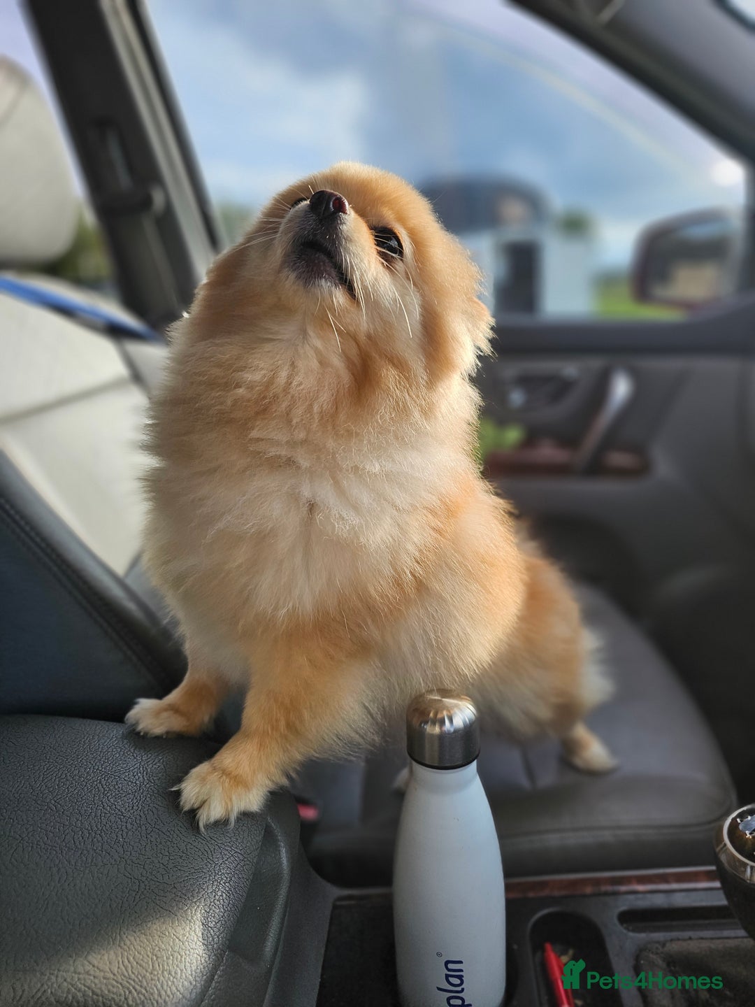 Pomeranian dogs for sale: 3 year old Pomeranian suit retired person  - Advert 1