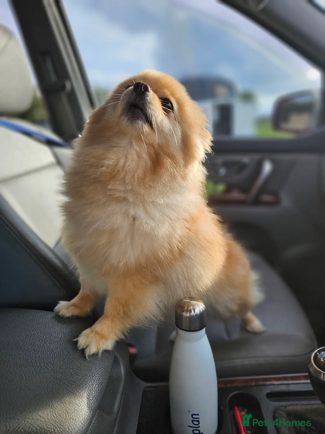 Pomeranian dogs for sale: 4 year old Pomeranian suit retired person  - Advert 1