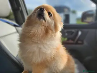 Pomeranian dogs 4 year old Pomeranian suit retired person - Advert 9