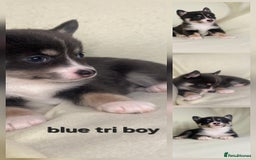 Pomsky dogs for sale: Stunning F4 Pomsky pups  - Image 6