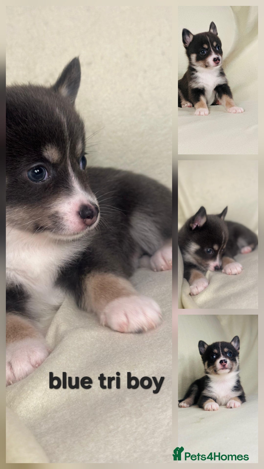 Pomsky dogs for sale: Stunning F4 Pomsky pups  - Image 6