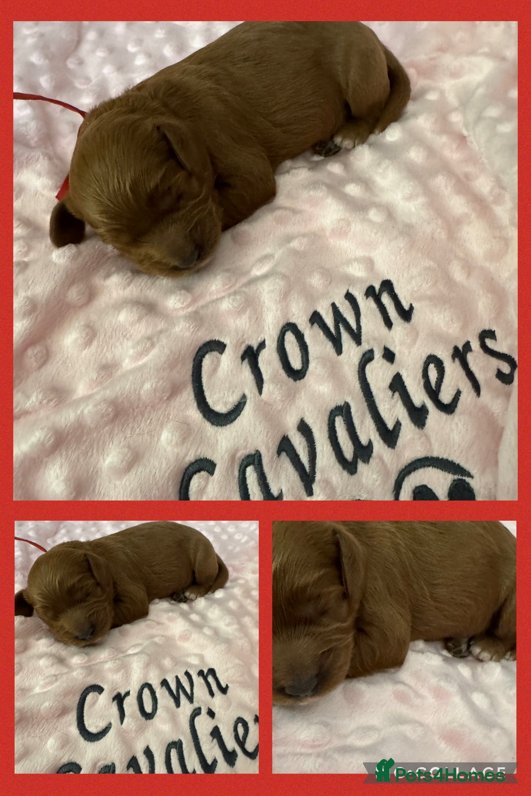 Cavapoo dogs for sale: F1 RED CAVAPOOS LICENSED KC HEALTH TESTED PARENTS  - Image 12