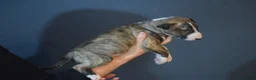 Bull Terrier dogs for sale: Quality Bull Terrier Puppies - Advert 10