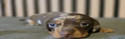 Miniature Dachshund dogs for sale: Pedigree miniature Dachshund baby girls - Advert 3