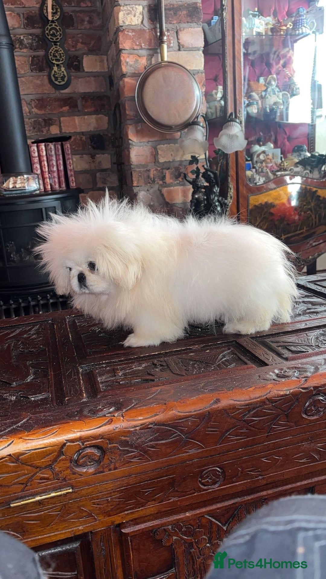 Pekingese dogs Stunning high quality Pekingese puppies  - Advert 3