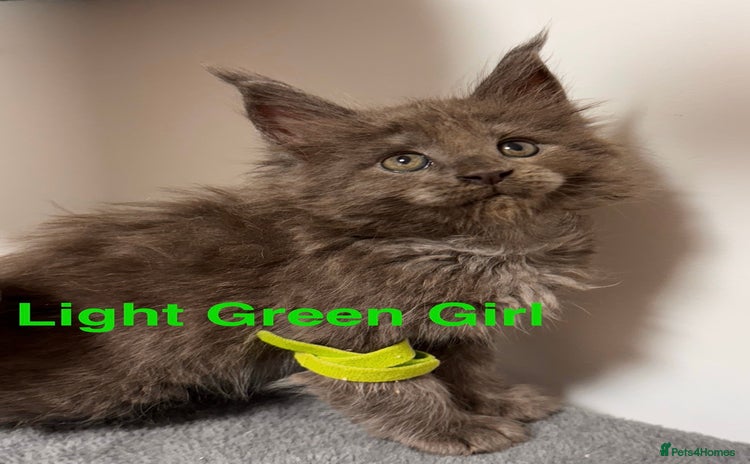 Maine Coon cats - Advert 3