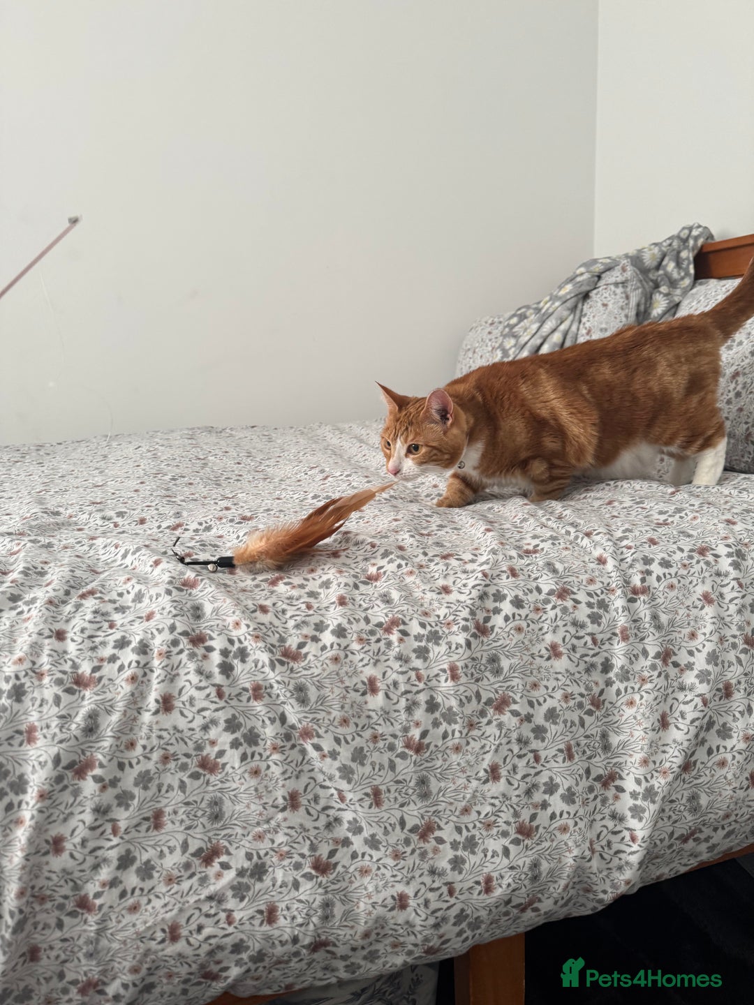 Mixed Breed cats for sale: Marla ginger cat  - Advert 38