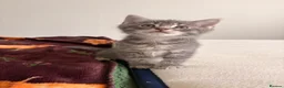 Domestic Shorthair cats for sale: Adorable Male kittens - Advert 11