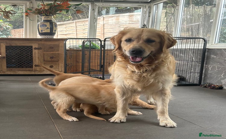 Golden Retriever dogs - Advert 11