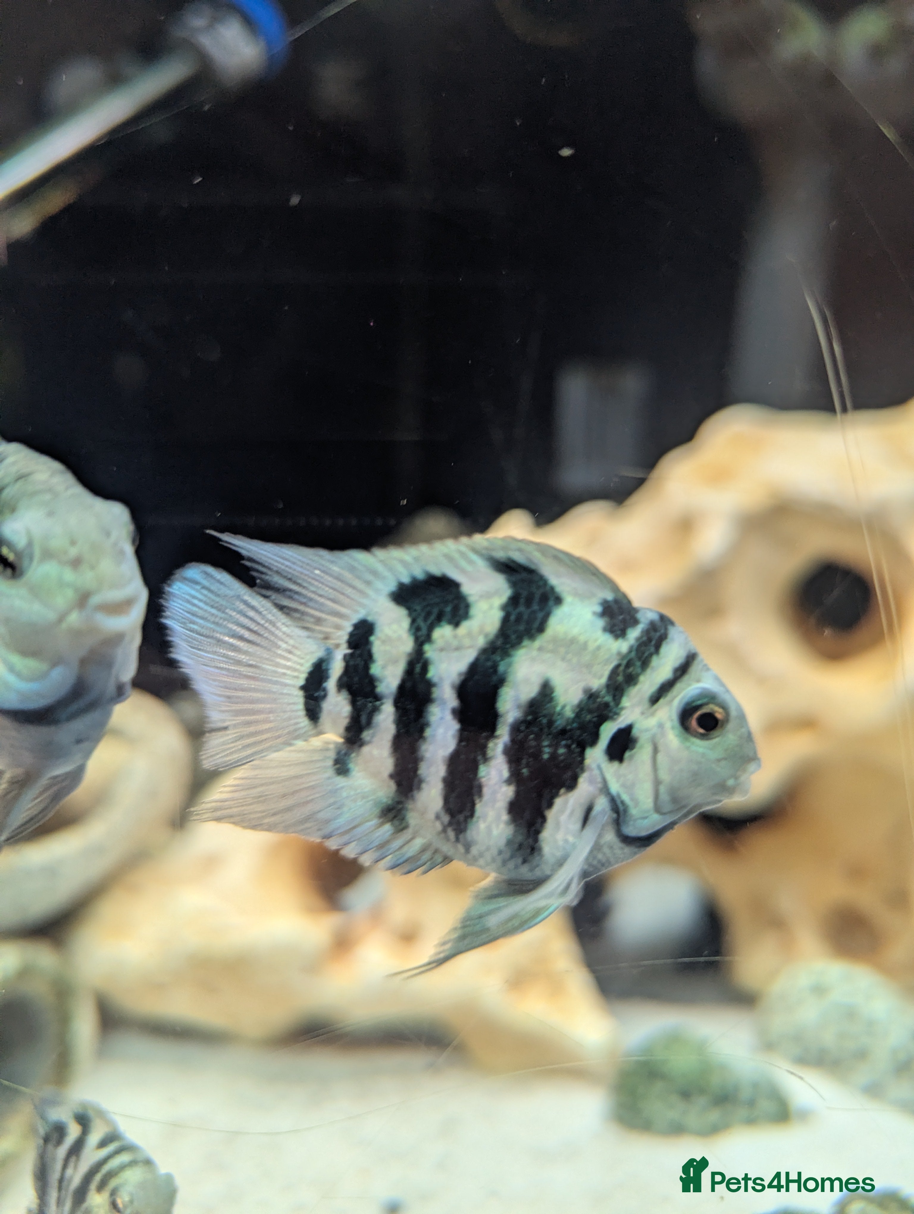 Cichlids fish Polar blue parrot fish  - Advert 1