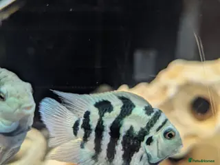 Cichlids fish Polar blue parrot fish - Advert 1