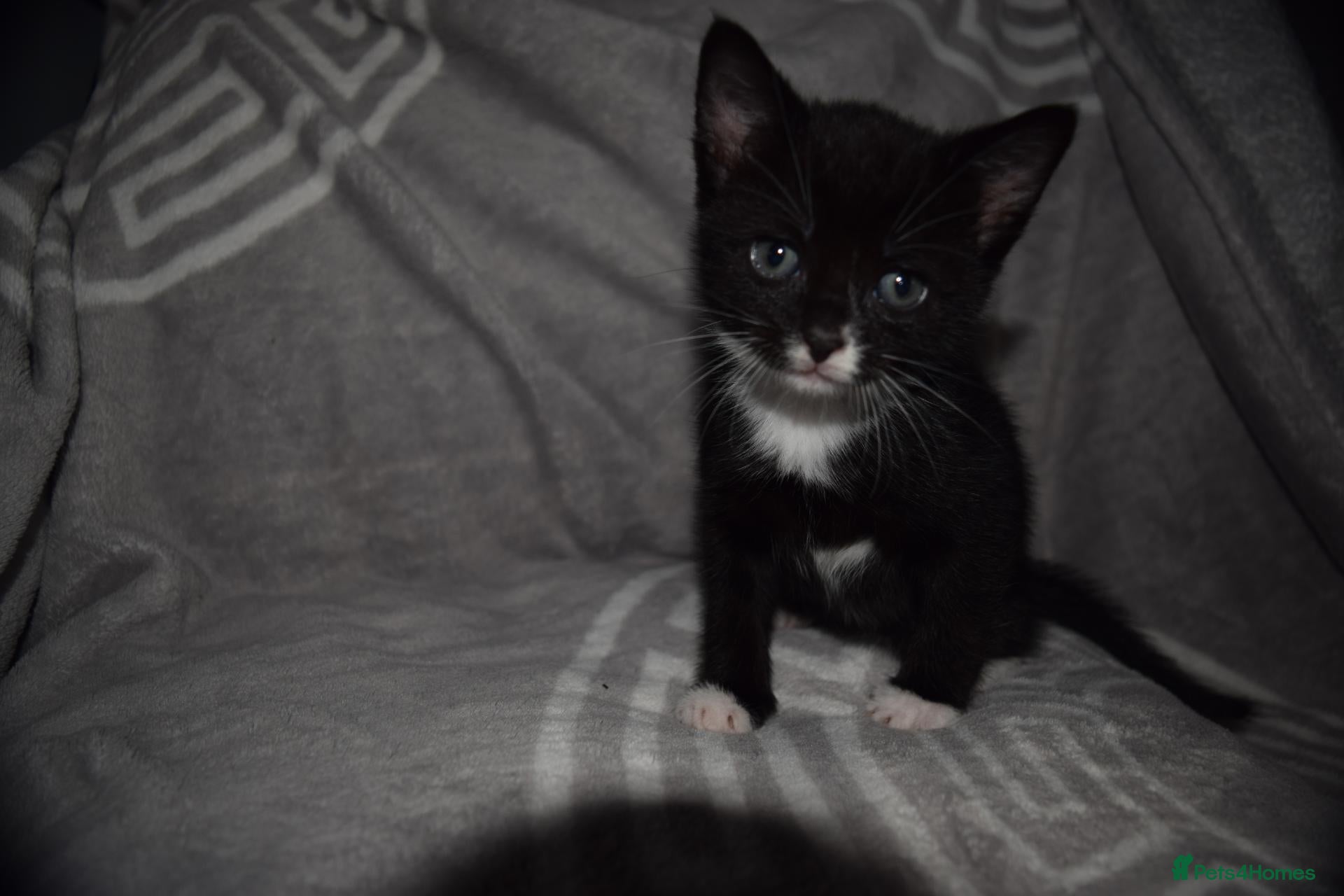 Mixed Breed cats Little girl - Advert 16
