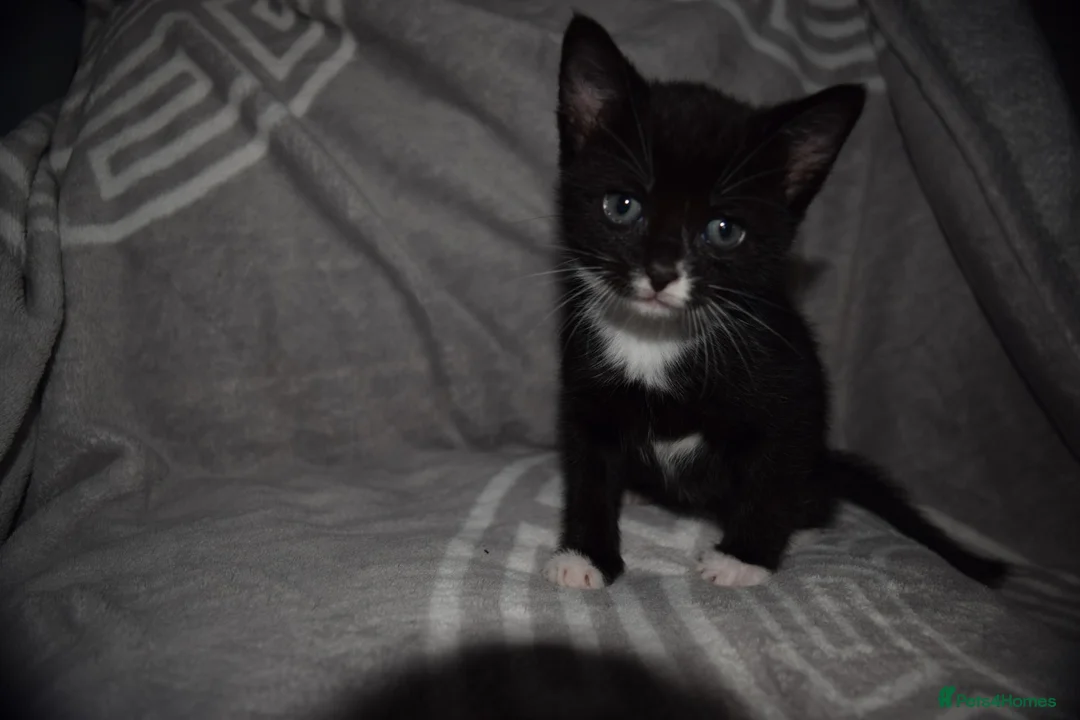 Mixed Breed cats for sale: Little girl - Advert 1