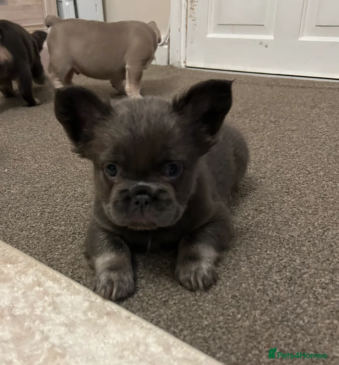French Bulldog dogs for sale: Kc registered french bulldog puppies  - Advert 6