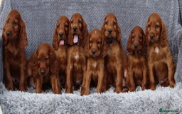 Irish Setter dogs for sale: Outstanding KC Reg Irish Setter puppies  - Image 11