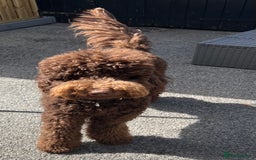 Labradoodle dogs for sale: Waiting List Now Open – Labradoodle Puppies! 🐾 - Image 8