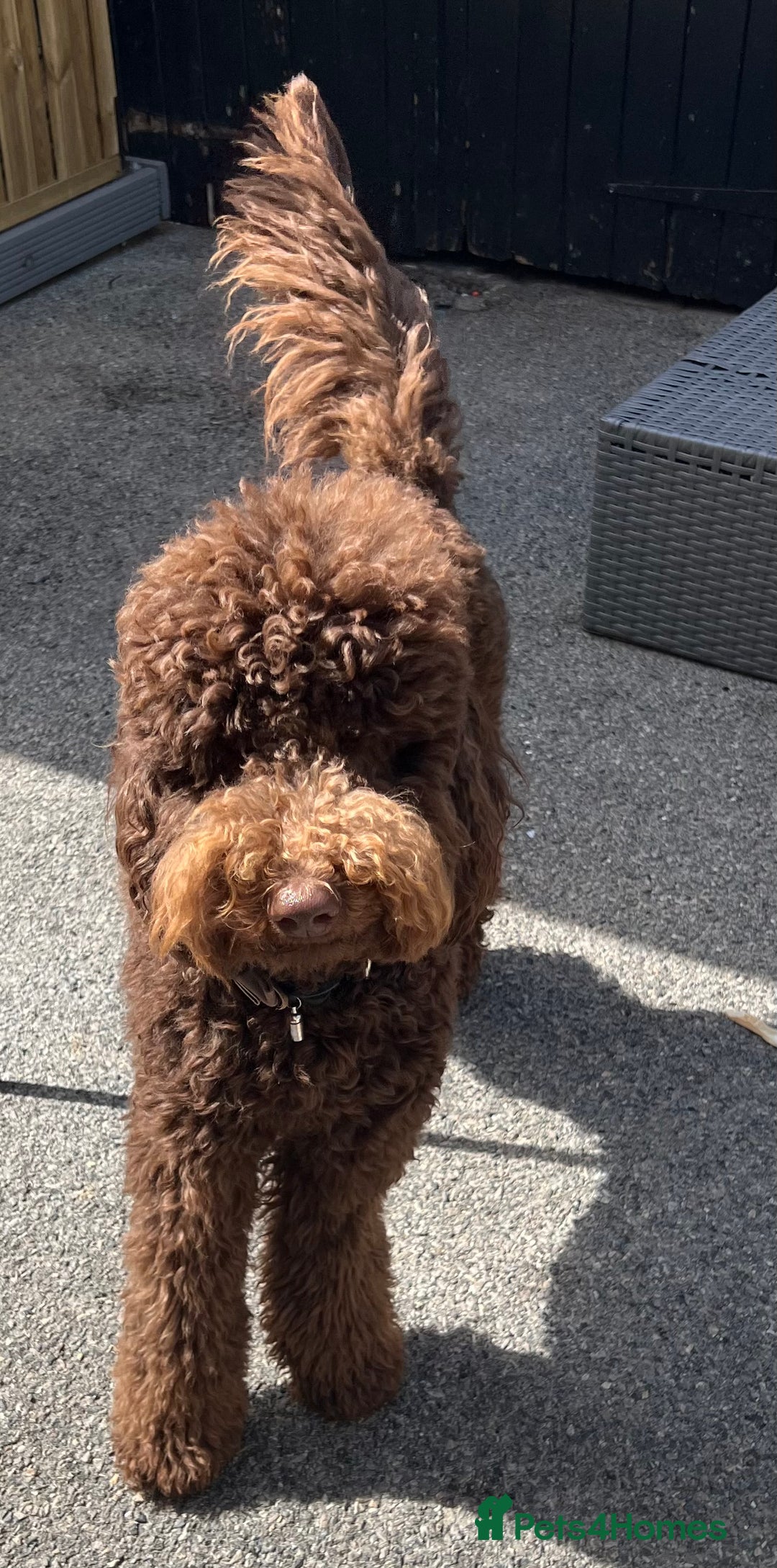 Labradoodle dogs for sale: Waiting List Now Open – Labradoodle Puppies! 🐾 - Image 8