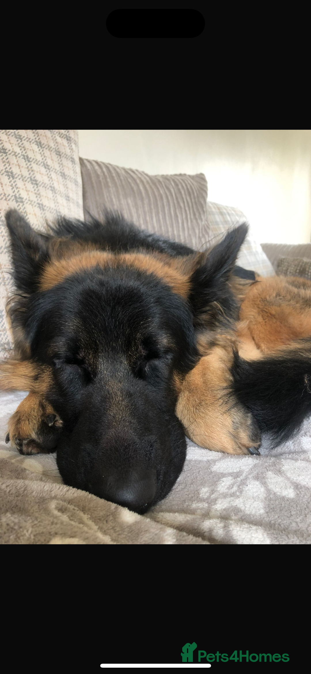 German Shepherd dogs for sale: German Shepherd for sale: Rocco - Advert 7