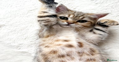 Scottish Fold cats - Advert 11