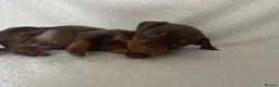 Miniature Dachshund dogs for sale: 💖Gorgeous mini dachshund puppies💙 - Advert 24