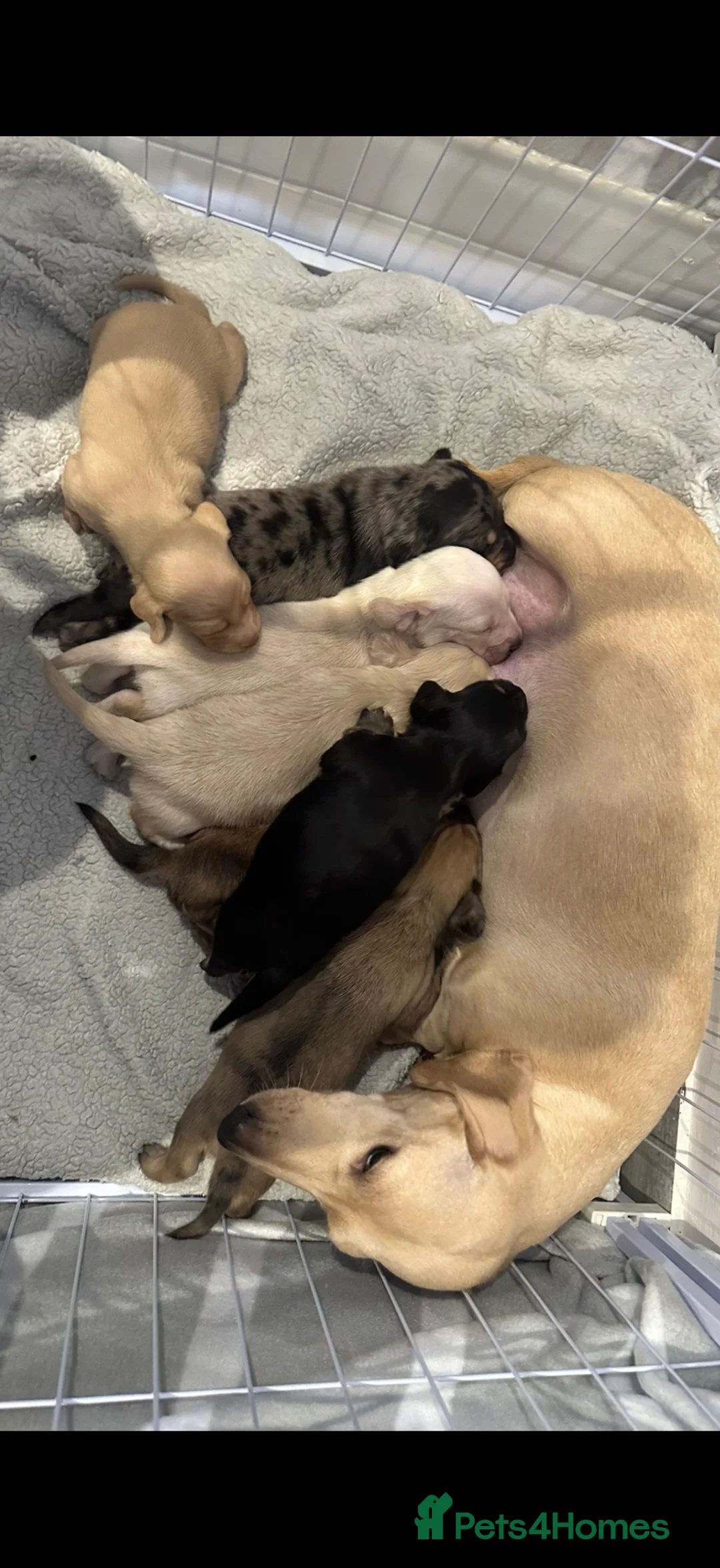 Miniature Dachshund dogs for sale: Miniature Dachshund Long & smooth haired  in Havant - Advert 1