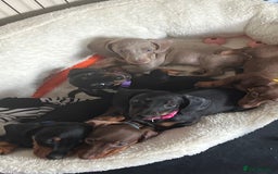 Miniature Dachshund dogs for sale: KC mini dachshund Black n Tan girl ready to home  - Image 1