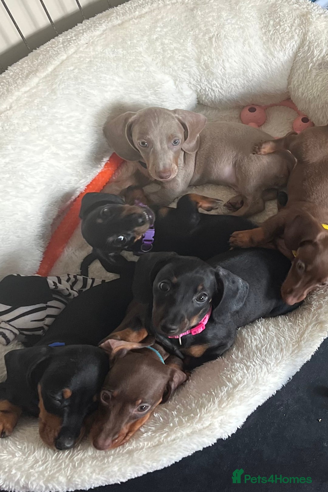 Miniature Dachshund dogs for sale: KC mini dachshund Black n Tan girl ready to home  - Image 1