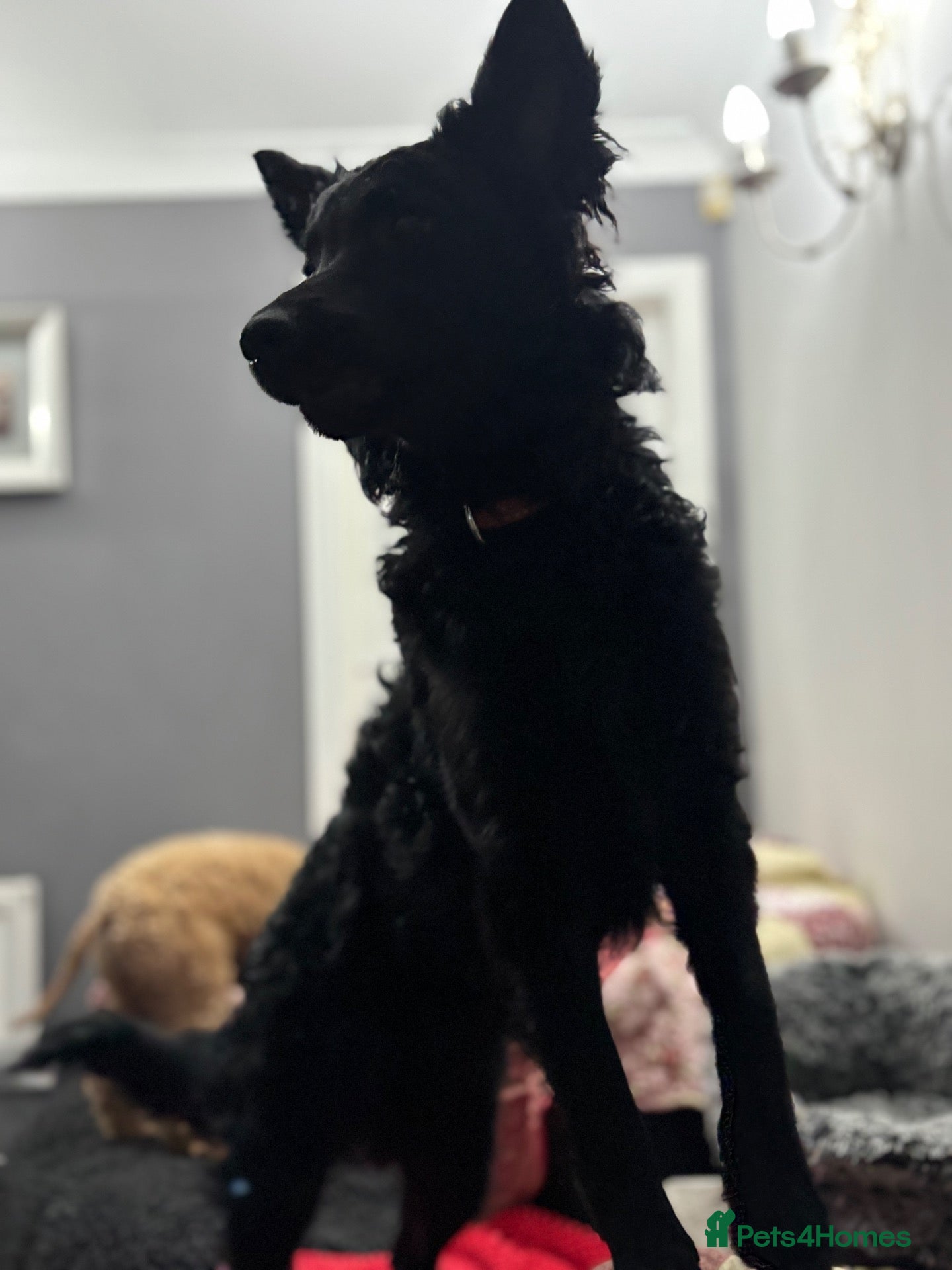 Mudi dogs for sale: KC registered Hungarian Mudi puppies  - Advert 1