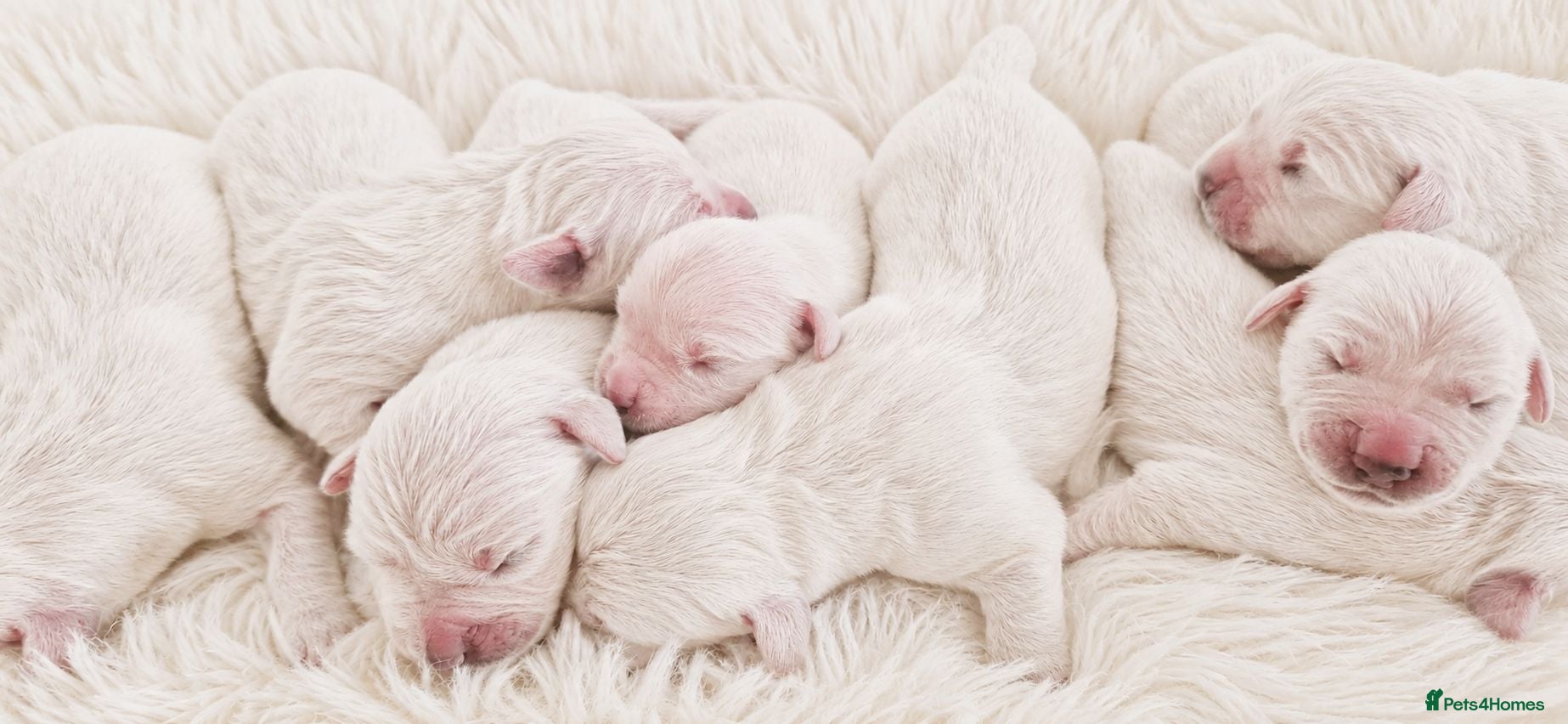 Golden Retriever dogs Newmiller Retrievers Upcoming Litter Announcement - Advert 2