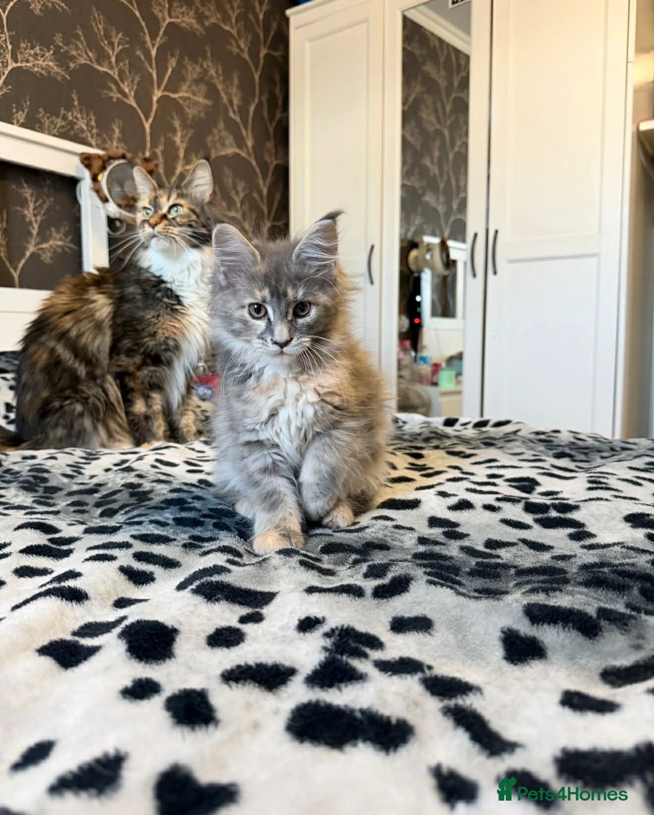 Maine Coon cats LAST GIRL BLUE CREAM MAINE COON KITTEN AVAILABLE🐱 - Advert 13